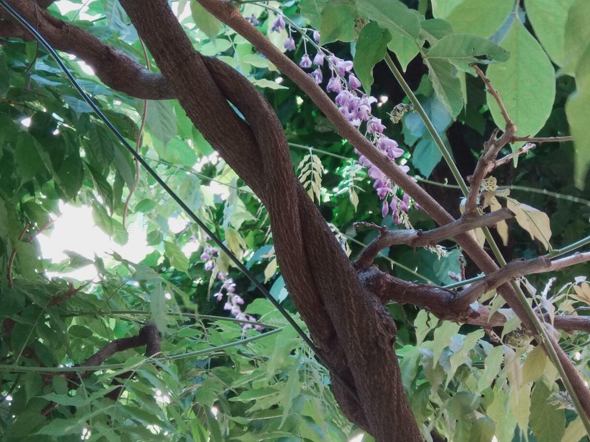 Tilia Apartamento Bolonia