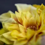 Le Stanze Dei Fiori