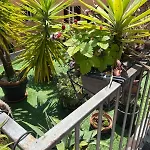 The Jasmine Terrace Retreat