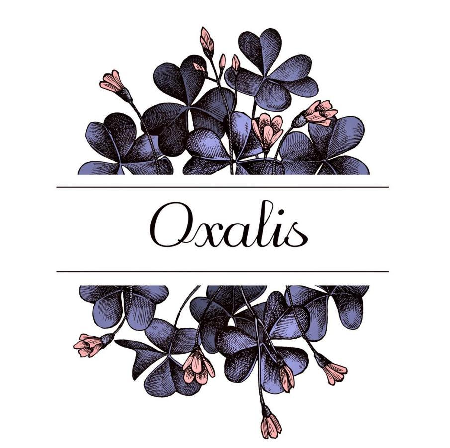 Oxalis Apartment Bologna