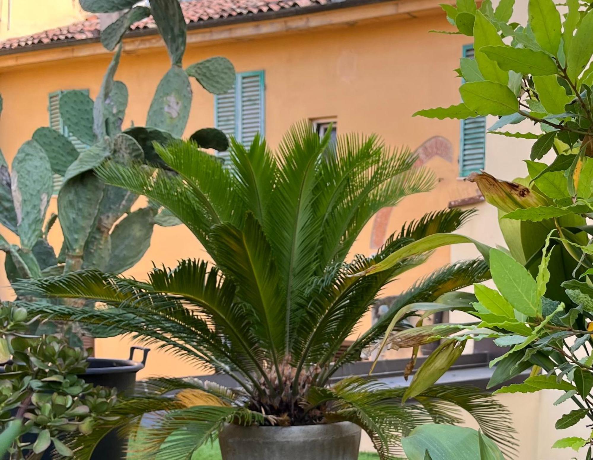 The Jasmine Terrace Retreat Bolonia
