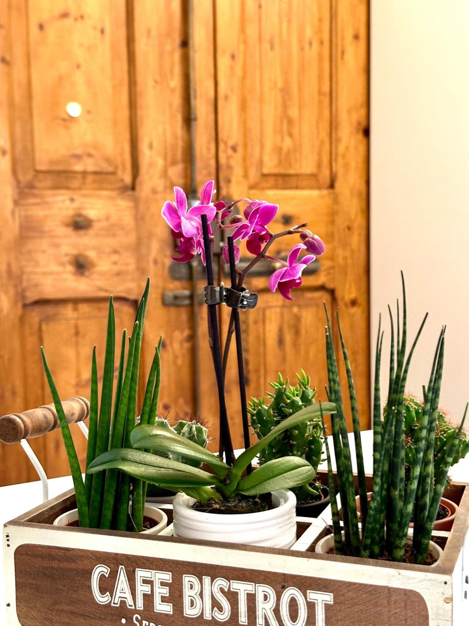 Casa Belfiore Appartement