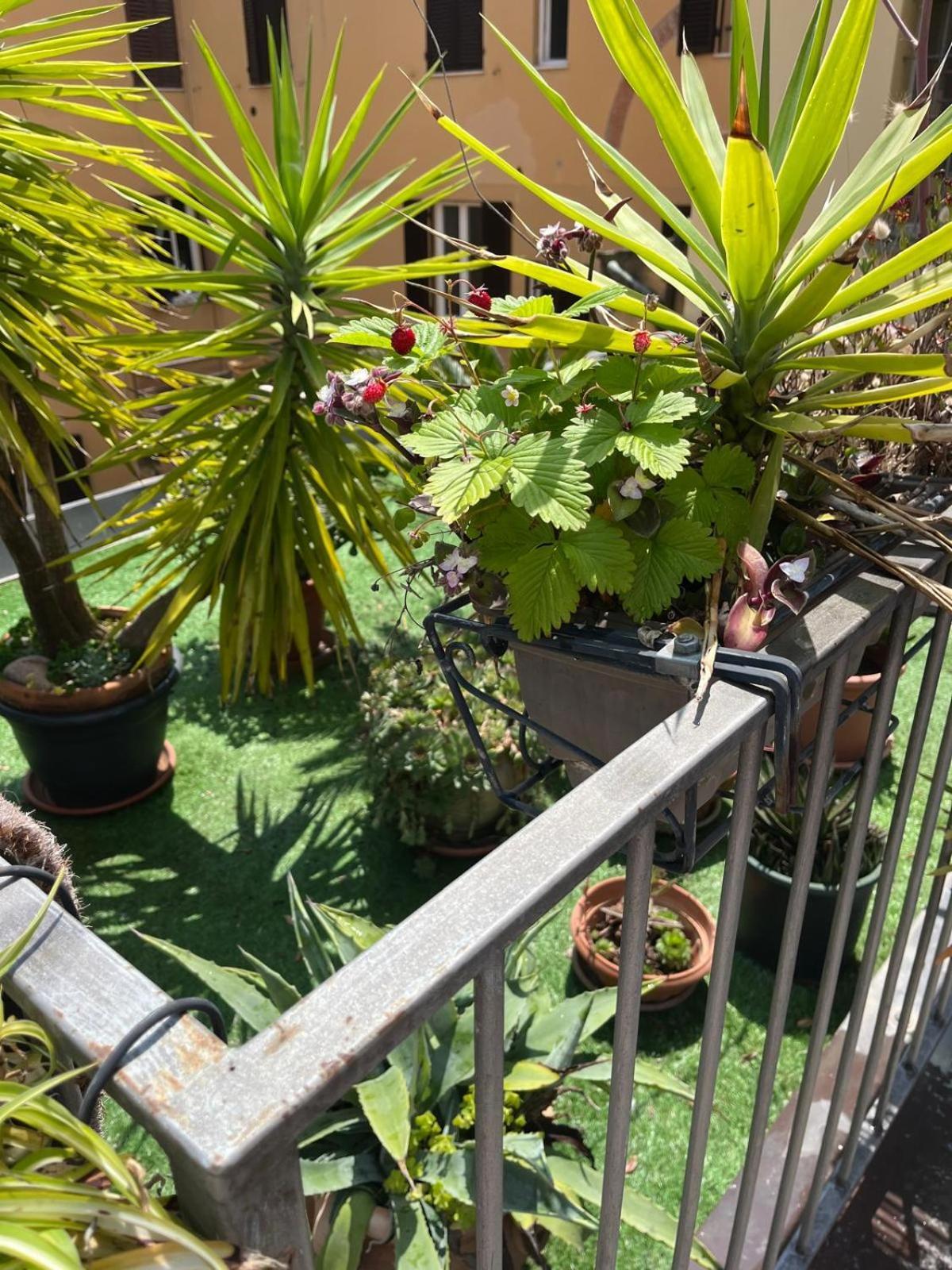 The Jasmine Terrace Retreat