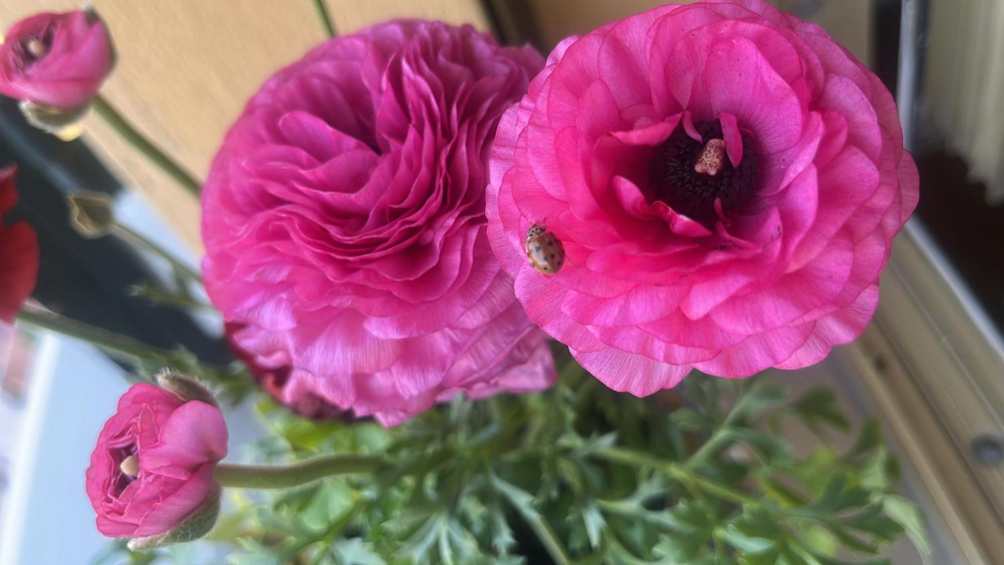 Bed & Breakfast Bloom As Are