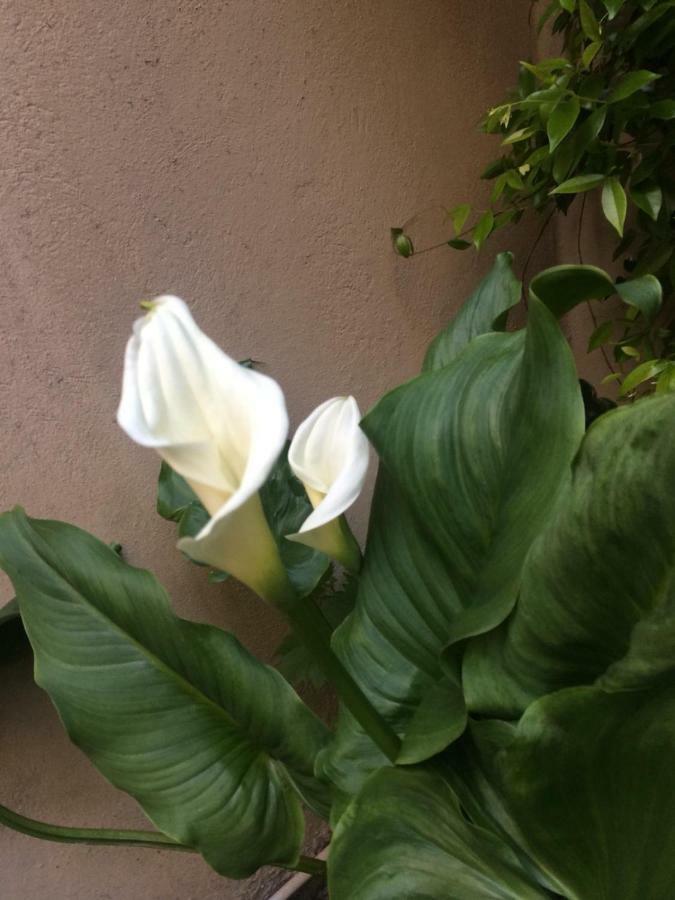 Apartamento Giardino Segreto - History And Design Bolonha