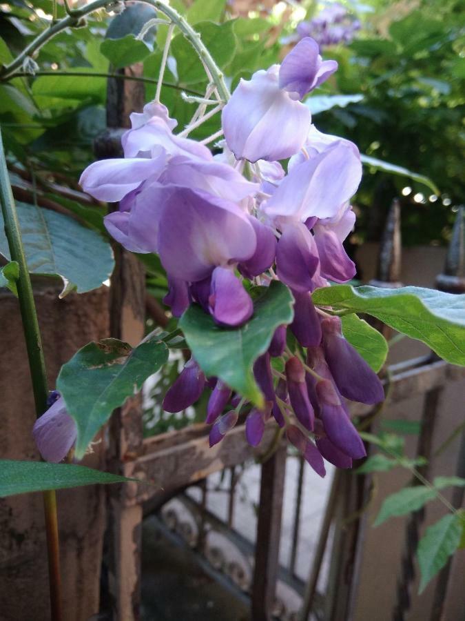 Tilia * Bologne