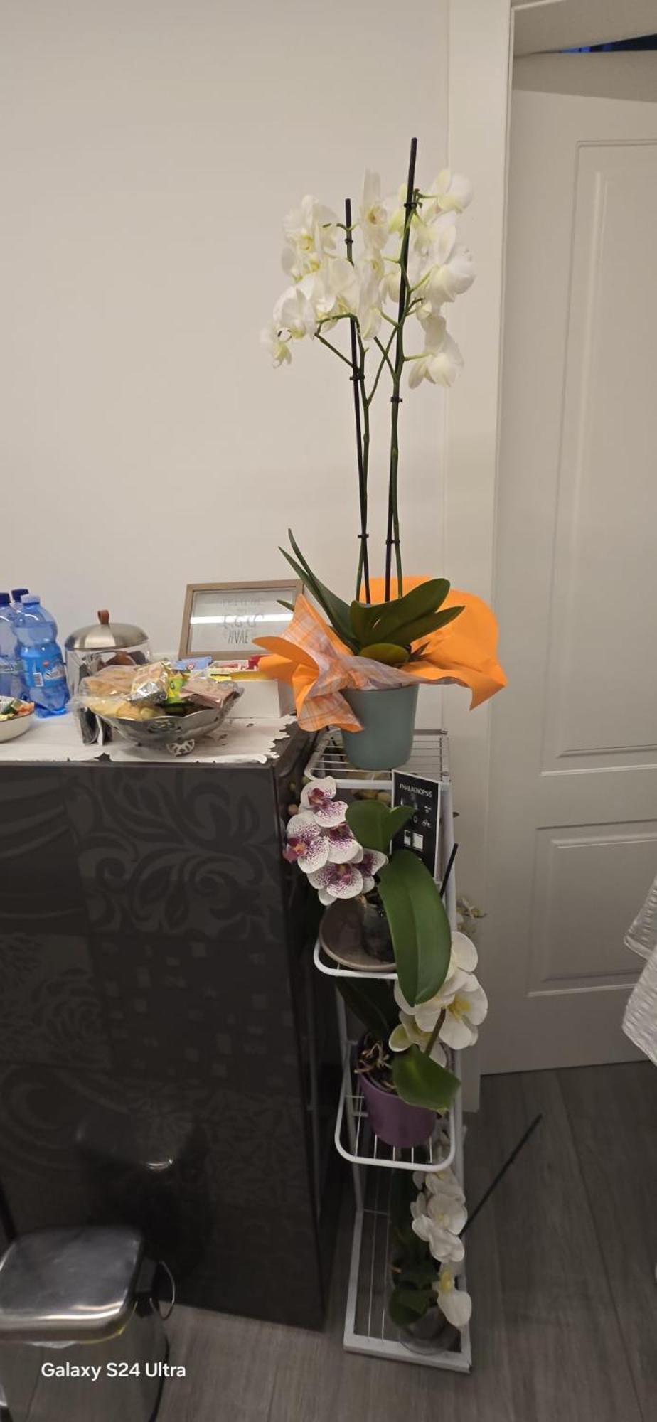 Orchidea Frühstückspension